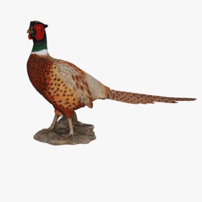Đặc Điểm Chim Trĩ Đỏ Cổ Khoang