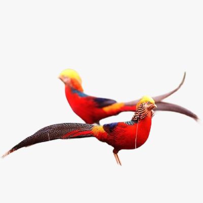 Quy Trình Nuôi Chim Trĩ Từ Khi Mới Nở Đến Khi Trưởng Thành
