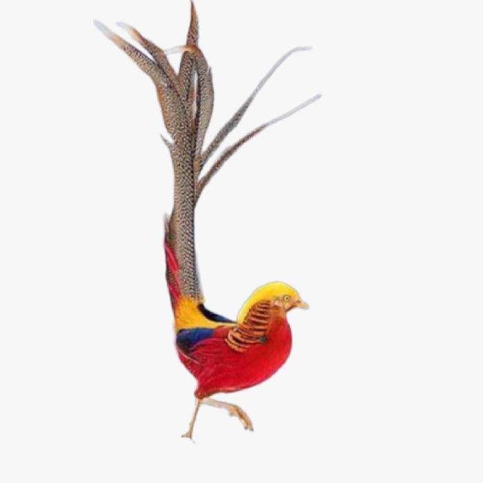 Chim Trĩ Đỏ 7 Màu